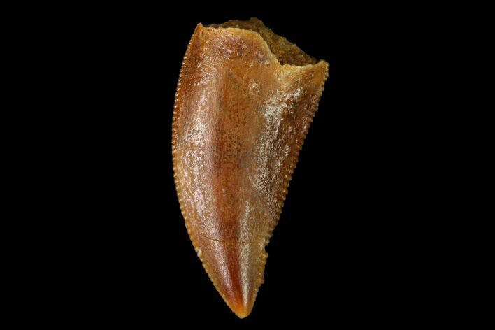 Serrated, Raptor Tooth - Real Dinosaur Tooth #152466